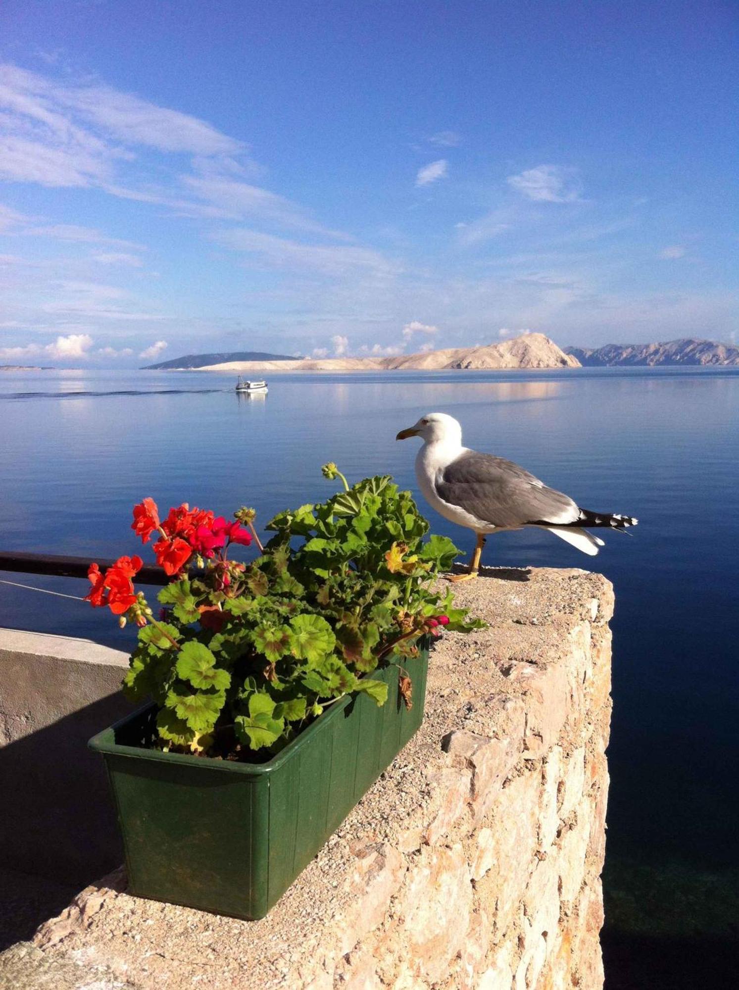 Apartment Starigrad/Senj 1 Starigrad  Eksteriør bilde